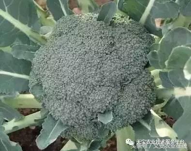 西兰花黑心是什么原因引起的,西兰花黑心病用什么药