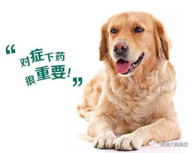 怎样给狗狗驱虫才是最好的方法,怎样给狗狗驱虫才是最好的方法呢