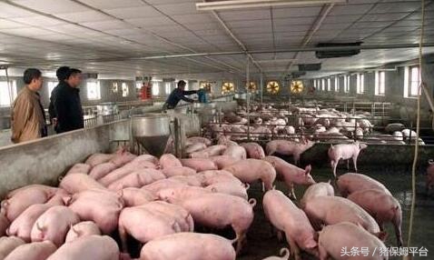 后备母猪消瘦怎么回事,后备母猪瘦小怎么办