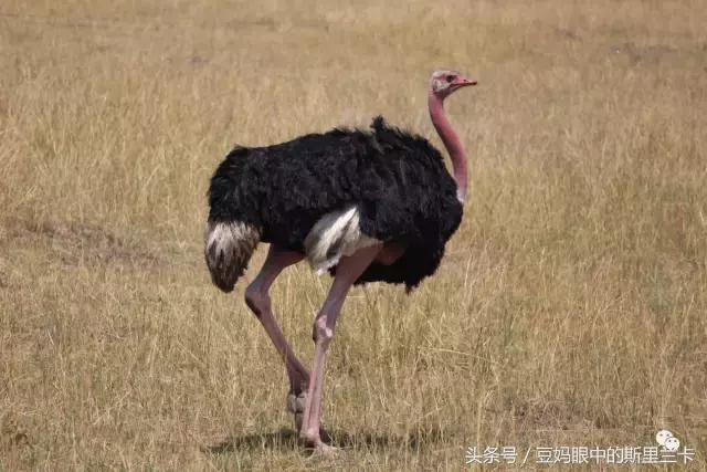 风动？树动？心动！致你，Kenya