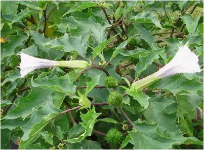 常见中草药图片及讲解,身边常见的中草药功效大全