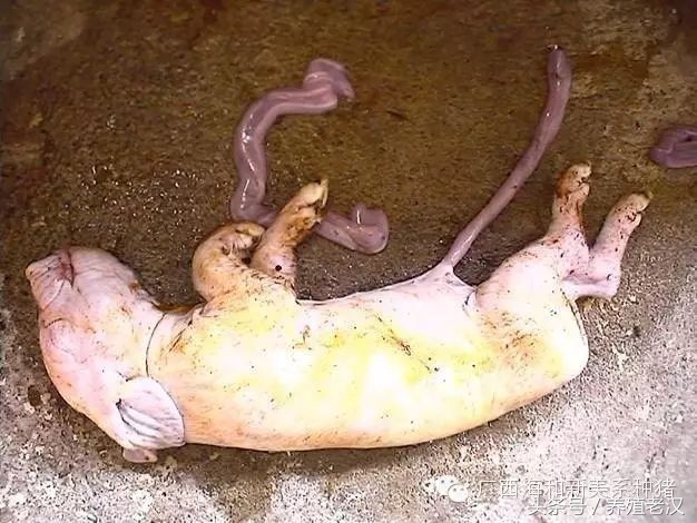 养猪死胎是什么原因,猪场死胎增多什么原因
