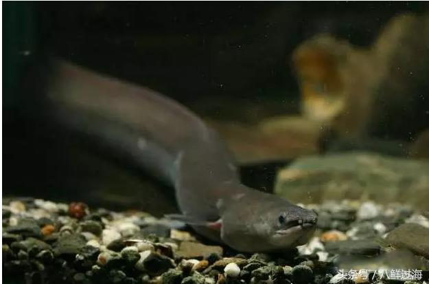 从鳗鱼的智慧说再到成为日本人餐桌上的料理食材！