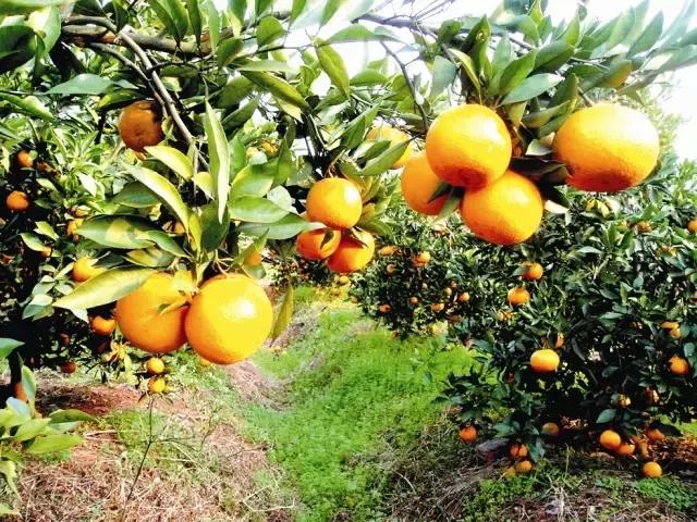 金堂县创建旅游城市,打造天府旅游县