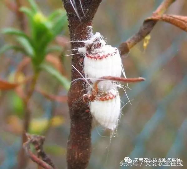 十大杀卵杀虫剂,内吸性杀虫剂十大排行