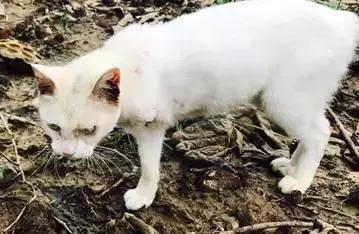 被遗弃的天使,被遗弃的三个天使