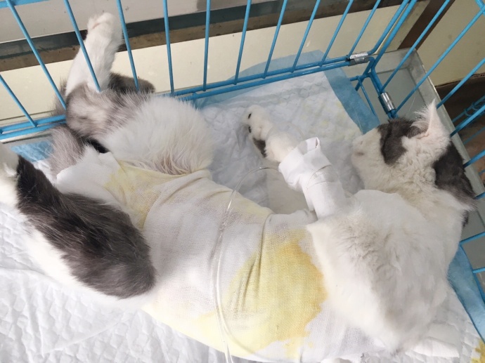 猫咪为什么爱舔小猫屁股,猫咪为啥会舔小猫屁股