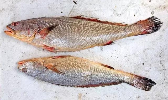 又到吃海鲜的季节咯！一位吕四渔民整理的海鲜大全，保证有你不认识的！