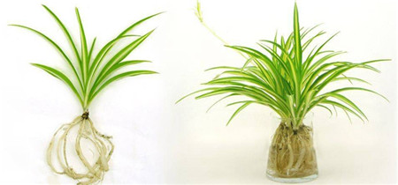 吊兰水培怎么才能长得好,吊兰怎么水培长得快