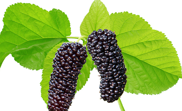 吃桑葚为什么嘴巴会紫,为什么吃桑葚手指会变黑