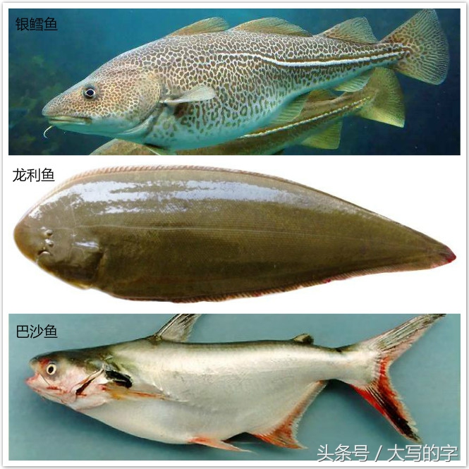 早餐速煎鱼排推荐,怎么煎鱼排好吃又简单