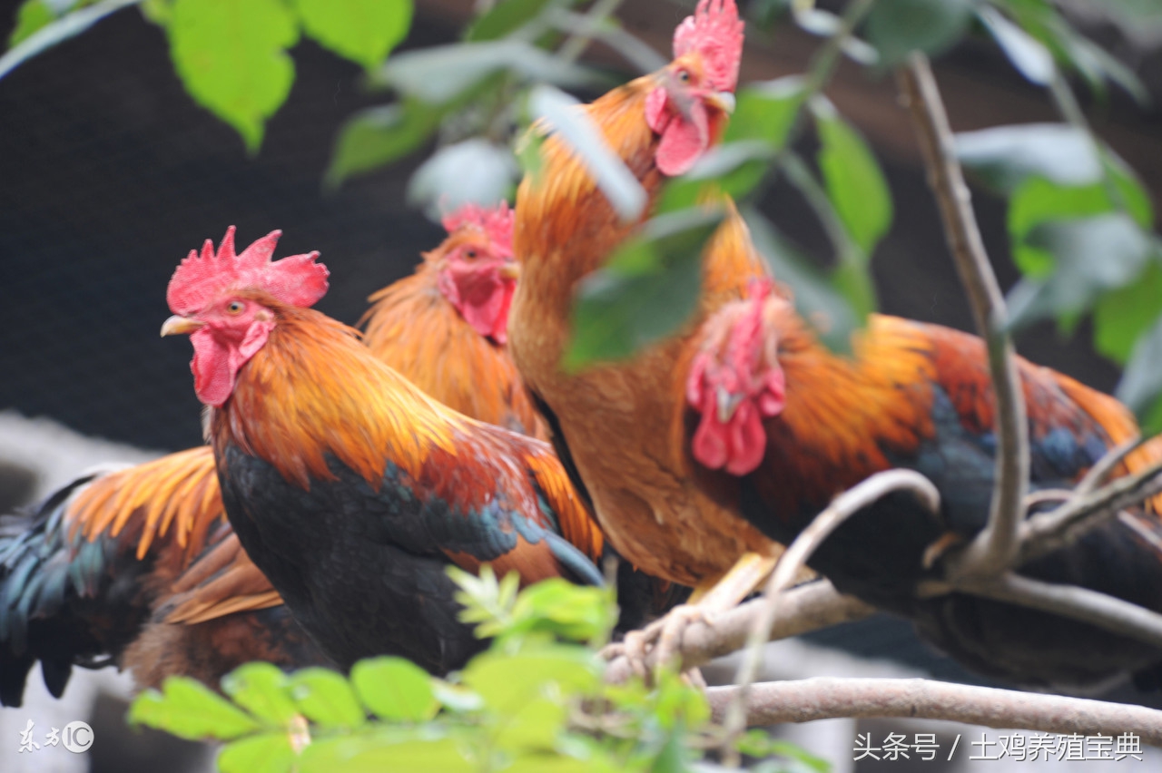 散养土鸡下蛋带血是什么原因,散养土鸡母鸡掉毛是什么原因