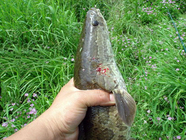 专家说鱼头小孩不能吃,鱼头哪一部分是小孩不能吃的