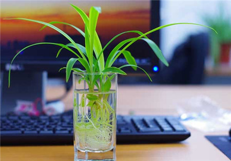 吊兰水培怎么才能长得好,吊兰怎么水培长得快