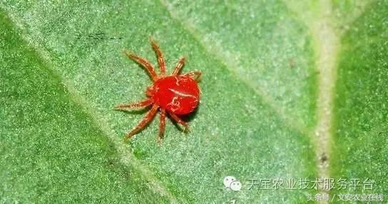 十大类杀虫剂详解不容错过,十大类型杀虫剂