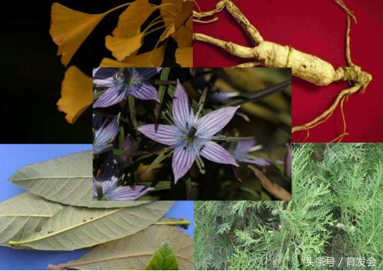 中国脱发人数多少亿,中国脱发人口占比