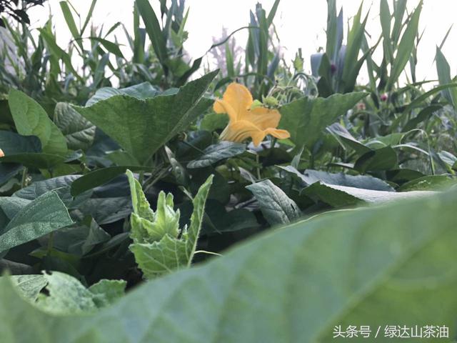 用脚步丈量河南，新豫商行读中原Day5：走进南街村