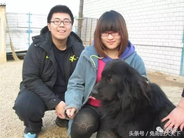 我的故事：不再迷茫的两百斤胖洋洋！我和宠物美容师的故事