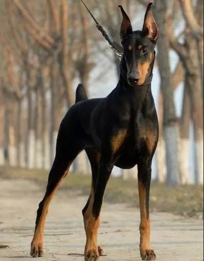 各种狗及身价，终于收全了