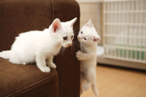 夏天开空调怎么预防猫咪感冒,怎样防止喵星人掉毛