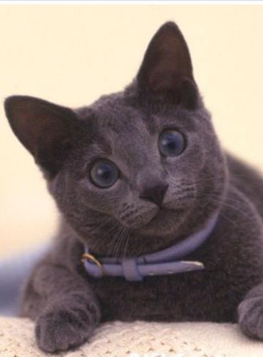 怎么防止猫跳上空调,怎样可以防止夏天猫咪吹空调