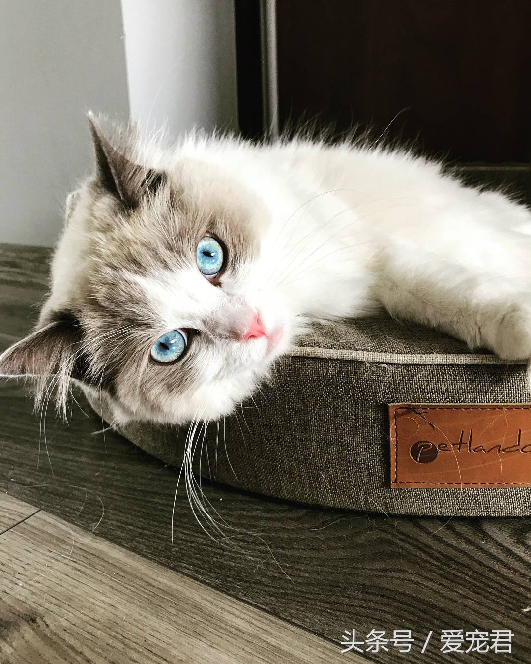 猫咪郁闷应该怎么办,猫咪郁闷怎么办