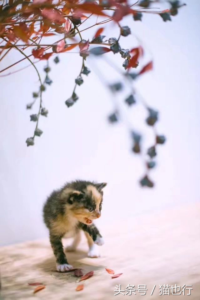 捡的小流浪猫容易养活吗,捡一只流浪猫大概要花多少钱