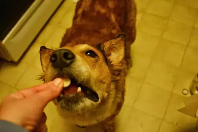 清除宠物毛发七个妙招,宠物白皮屑