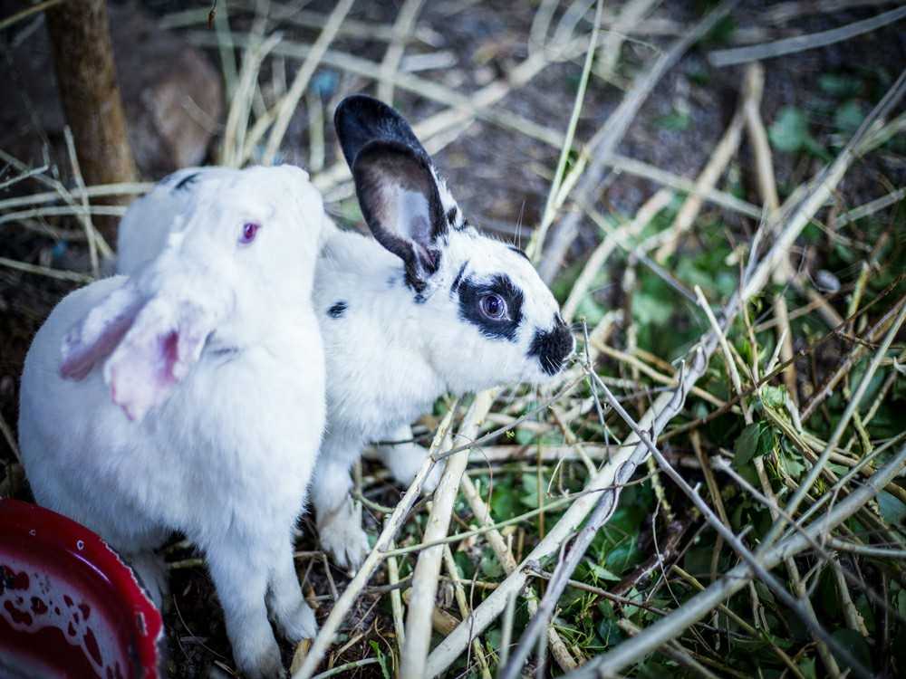 农家院精选评价,精品农家乐温泉住宿