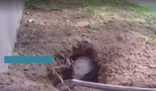 男子自家院子发现一个洞,男子在后院里发现一个奇怪的洞穴