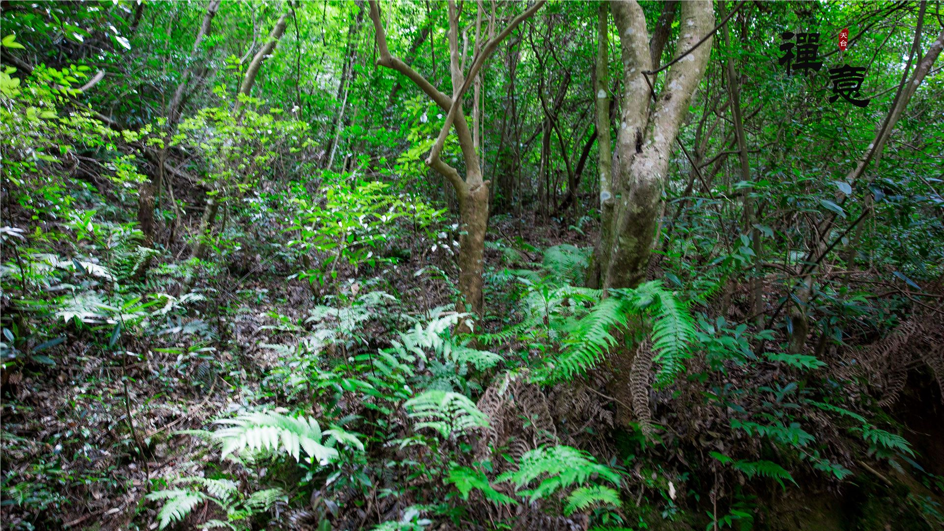 石梁飞瀑高清图,天台山国清寺石梁飞瀑一日游