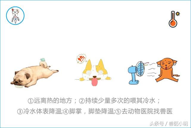 萨摩耶中暑几率大吗,萨摩耶中暑死亡