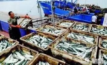 烟台哪里的海鲜便宜又新鲜,山东烟台一年四季的时令海鲜表