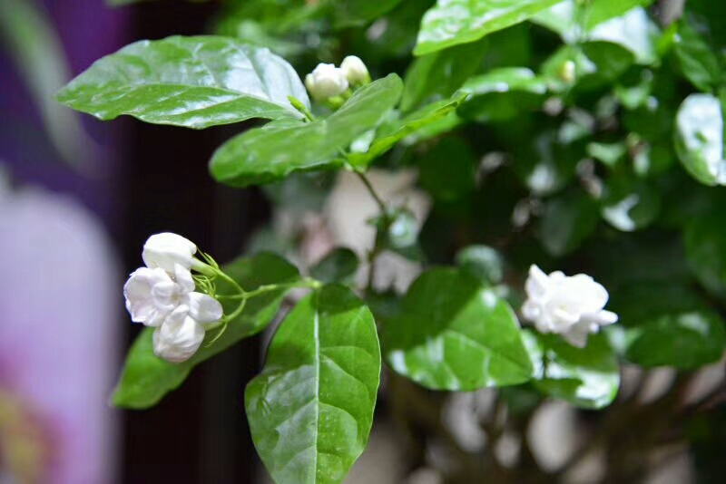 蓝颜知己是指的什么关系,蓝颜知己歌曲原唱完整版