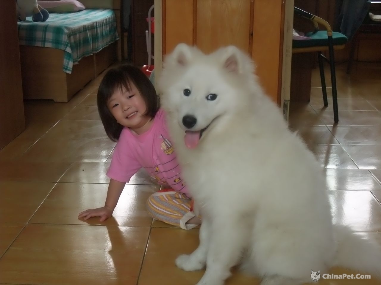 孕期养宠物注意事项,孕期养宠物需要注意什么