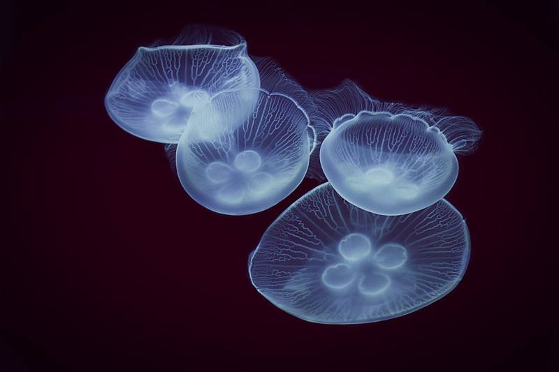 梦幻水母视频,梦幻般的水母真迷人