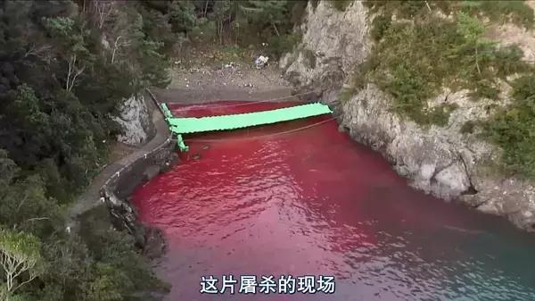 地球神奇的一天纪录片完整版,给孩子看的纪录片神奇地球