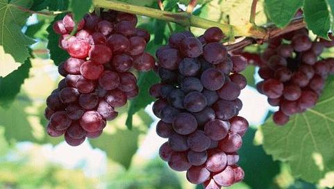 古代的水果都什么?香蕉榴莲有没有?