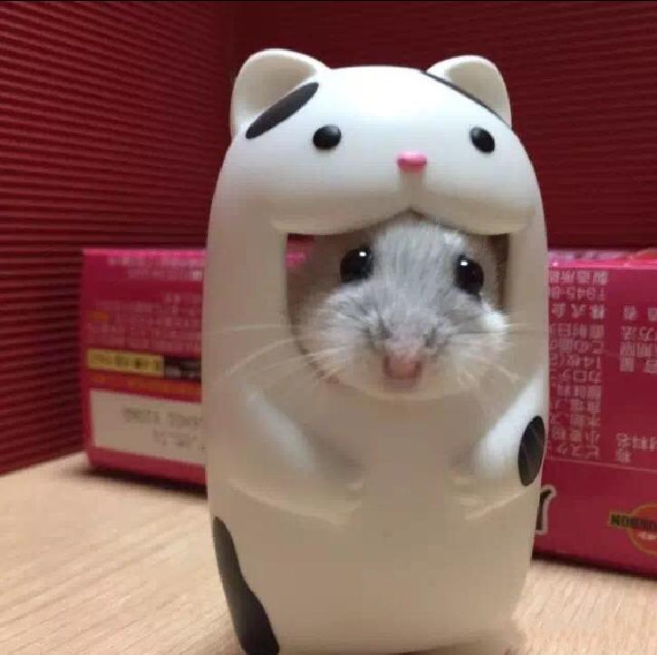 仓鼠宠物沟通,仓鼠宠物怎么上手训练