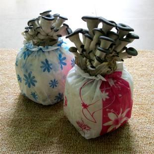 如何种植盆栽蘑菇,盆栽蘑菇最简单的方法