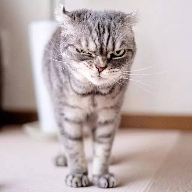 怎样亲近喵星人教你5个实用贴士,喵星人独门秘籍