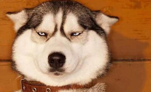 二哈最近的生活,二哈的那些事