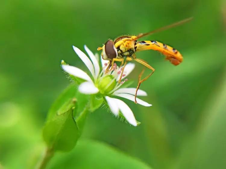 手机怎么玩转拍摄,手机怎样微距拍照