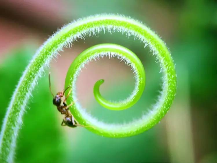 手机怎么玩转拍摄,手机怎样微距拍照