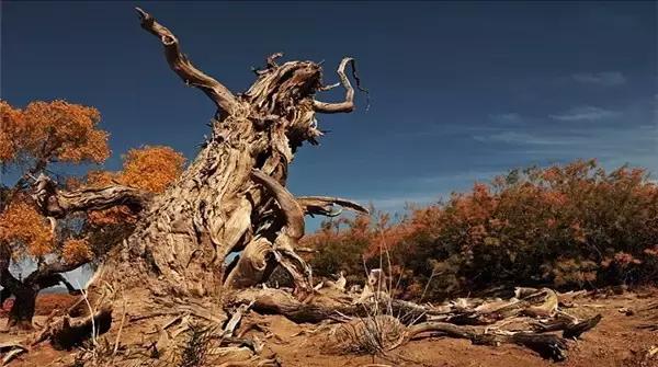 三千年的情缘,三千年的企盼只为这一季的金秋(附攻略)