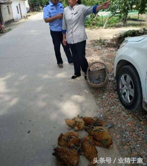 鸡被不明生物全部咬死了,鸡被不明动物咬死