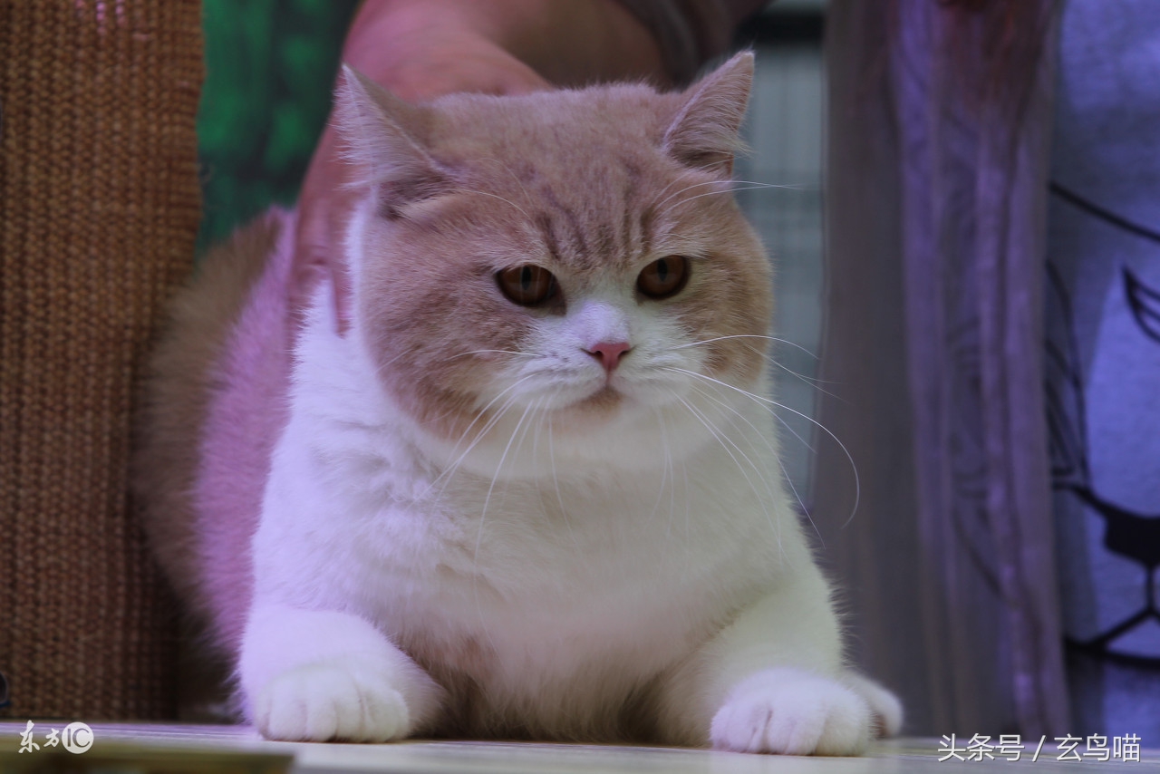 猫咪体内寄生虫大全,猫咪身上寄生虫会传染给人类吗