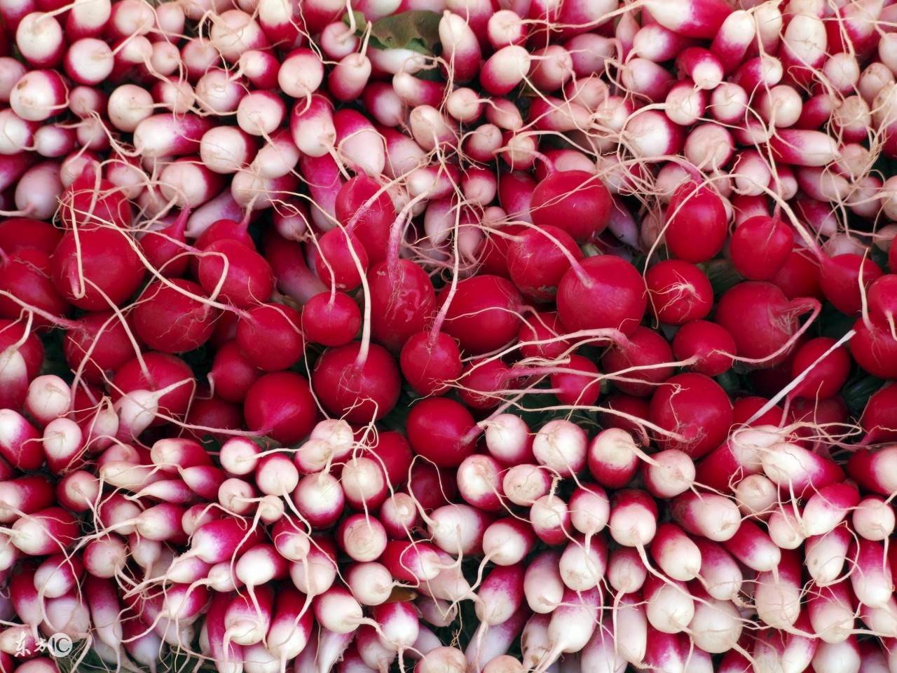 痛风饮食指导课件,痛风饮食问答