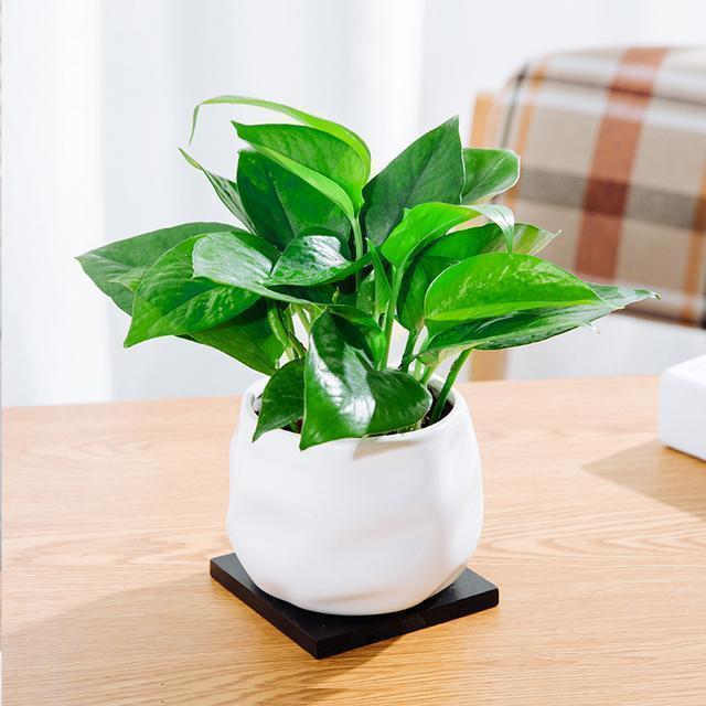 装修好的房子种什么植物能去甲醛,24小时去甲醛有害气体的植物