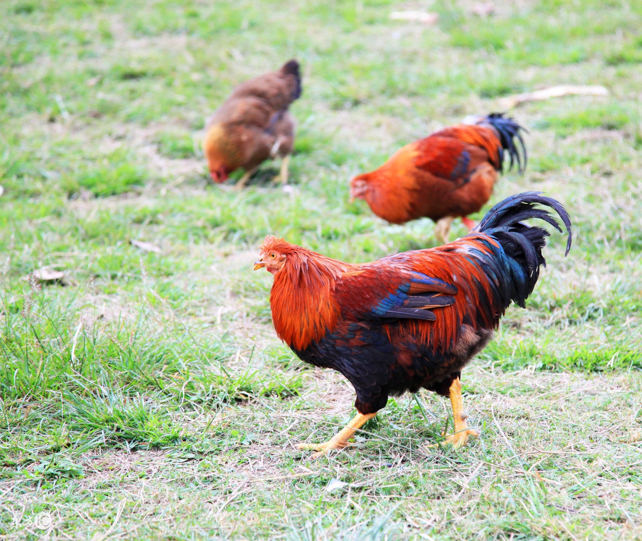 93年属鸡要30岁以后才过得好,属鸡人的晚年